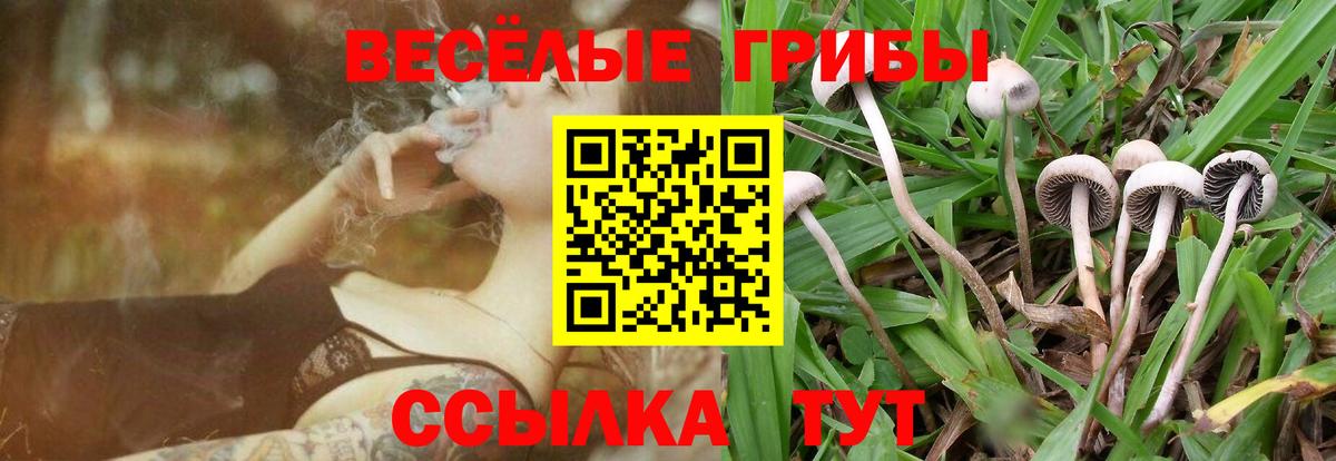 Галлюциногенные грибы Psilocybine cubensis Лесной